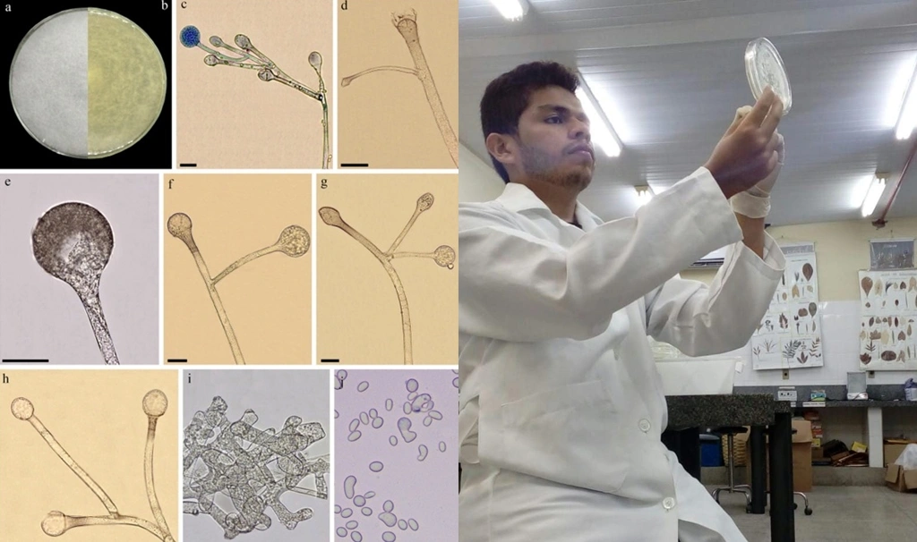 Nova espécie de fungo é descoberta por pesquisadores de universidade do Piauí