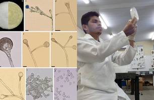 Nova espécie de fungo é descoberta por pesquisadores de universidade do Piauí (Foto: Reprodução) Nova espécie de fungo é descoberta por pesquisadores de universidade do Piauí (Foto: Reprodução)