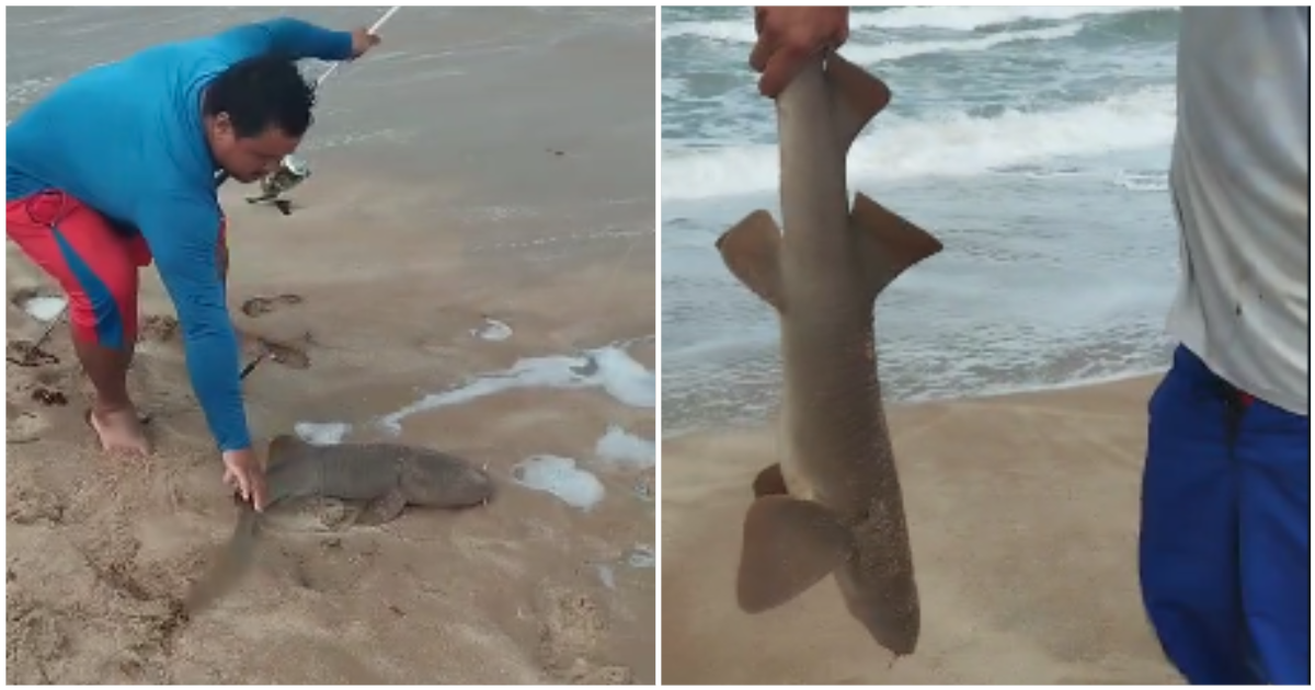O Conecta Piauí apurou que os pescadores estavam pescando com anzol quando pegaram o animal