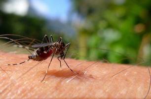 Piauí tem redução de 33% nos casos de dengue nas primeiras semanas de 2024 (Foto: Reprodução) Piauí tem redução de 33% nos casos de dengue nas primeiras semanas de 2024 (Foto: Reprodução)
