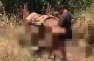 Homem é flagrado abusando de animal às margens da BR-316, na cidade de Picos (Foto: Reprodução) Homem é flagrado abusando de animal às margens da BR-316, na cidade de Picos (Foto: Reprodução)