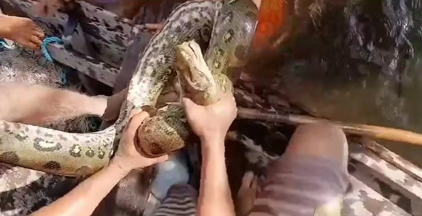 Homem morde sucuri para escapar do ataque do animal nem rio, no Pará