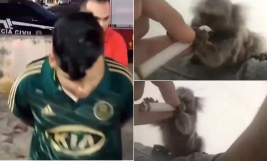 Jovem é preso após dar drogas para macaco na Paraíba