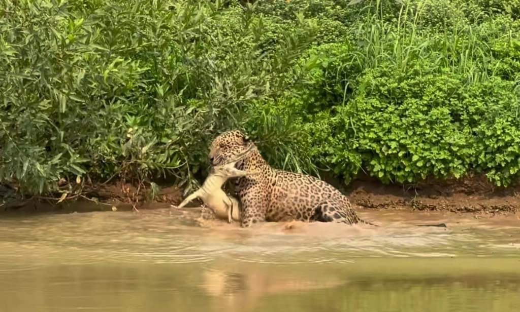 Onça-pintada ataca jacaré que se alimentava de piranha no Pantanal mato-grossense