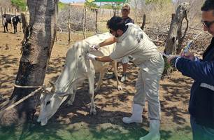 Piauí inicia maior estudo epidemiológico para diagnóstico de enfermidades bovinas (Foto: Reprodução) Piauí inicia maior estudo epidemiológico para diagnóstico de enfermidades bovinas (Foto: Reprodução)