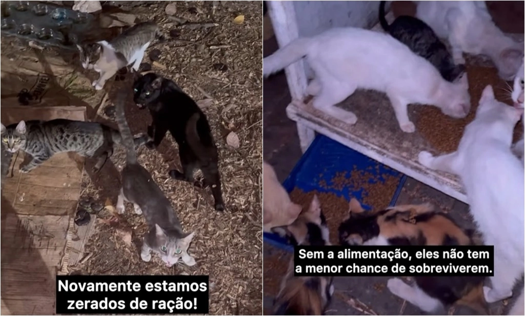 Projeto 'Gatinhos da Marechal' pede socorro