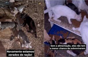Projeto 'Gatinhos da Marechal' pede socorro (Foto: Reprodução / Instagram) Projeto 'Gatinhos da Marechal' pede socorro (Foto: Reprodução / Instagram)