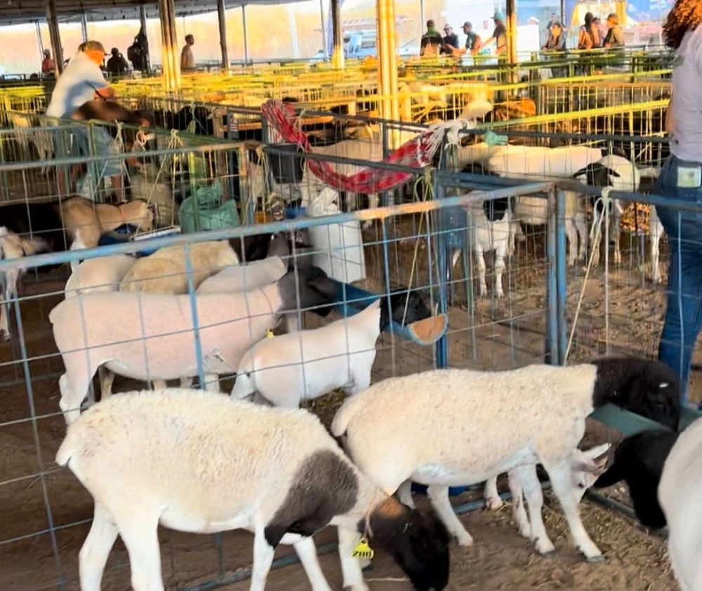 Vale do Canindé: com apoio do Governo, feira impulsiona ovinocaprinocultura