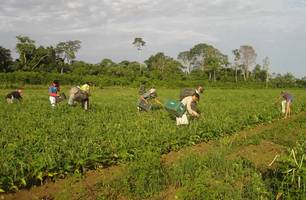 Agricultura Familiar (Foto: Embrapa Amapá) Agricultura Familiar (Foto: Embrapa Amapá)