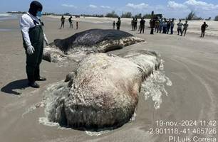 Baleia em estado de decomposição encalha em Praia de Maramar (Foto: Reprodução) Baleia em estado de decomposição encalha em Praia de Maramar (Foto: Reprodução)