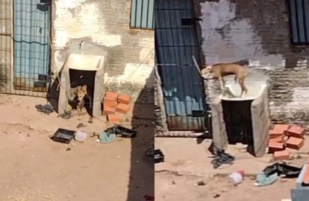 Cachorro é encontrado amarrado e sem água em quintal de casa fechada de Teresina