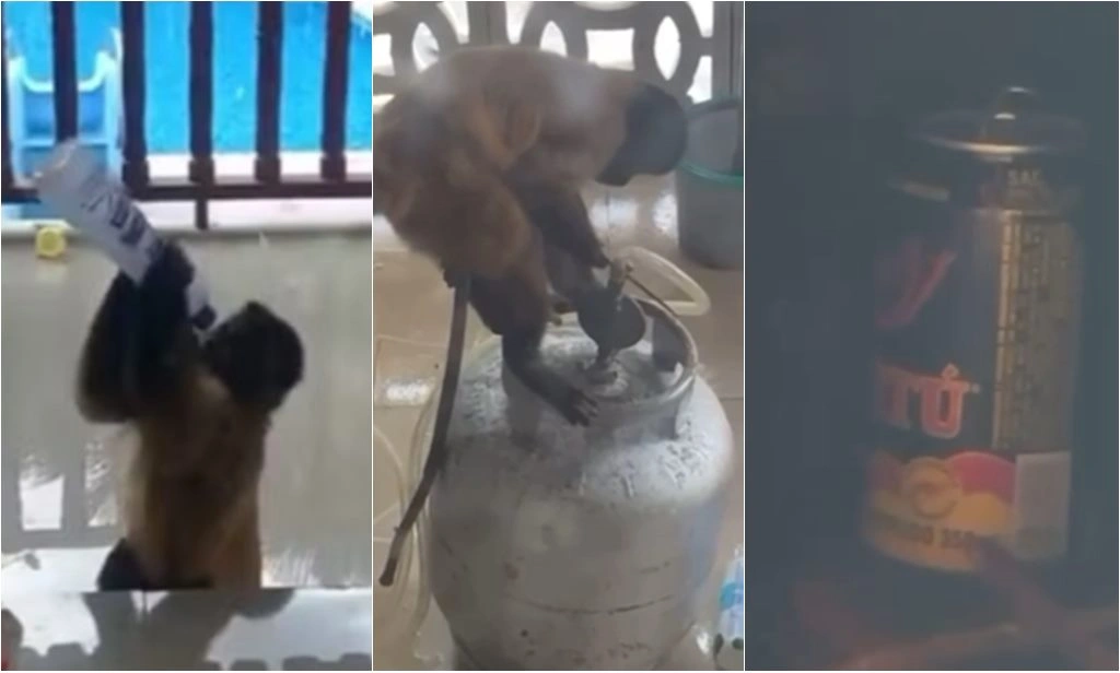 Macaco toca o terror com faca na mão e assusta população no Maranhão