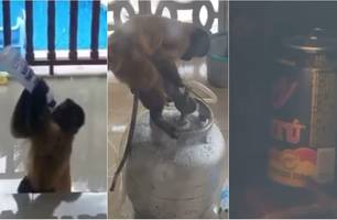 Macaco toca o terror com faca na mão e assusta população no Maranhão (Foto: Reprodução)