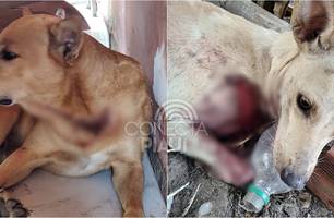 Cães foram atacados e um morreu; dono suspeita de ação criminosa (Foto: Reprodução) Cães foram atacados e um morreu; dono suspeita de ação criminosa (Foto: Reprodução)