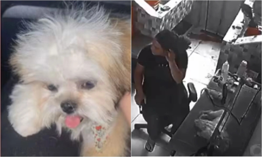 Filhote morre durante tosa em pet shop no Distrito Federal; polícia investiga caso