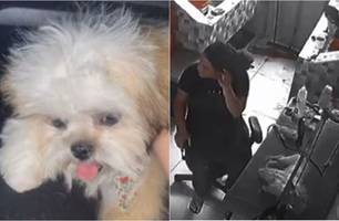 Filhote morre durante tosa em pet shop no Distrito Federal; polícia investiga caso (Foto: Reprodução)