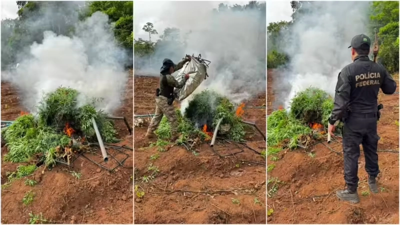PF descobre 80 mil pés de maconha no interior do Maranhão; dois foram presos