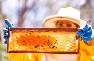 Piauí comercializa mel de abelha de alta qualidade no mercado internacional (Foto: Reprodução) Piauí comercializa mel de abelha de alta qualidade no mercado internacional (Foto: Reprodução)