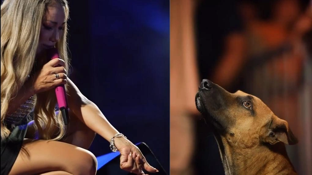 Taty Girl adota cachorro caramelo após encontro inusitado em show no Piauí