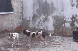 Cães são resgatados após denúncia de zoofilia e maus tratos em Teresina (Foto: Reprodução) Cães são resgatados após denúncia de zoofilia e maus tratos em Teresina (Foto: Reprodução)
