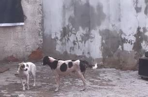 Cães são resgatados após denúncia de zoofilia e maus tratos em Teresina (Foto: Reprodução) Cães são resgatados após denúncia de zoofilia e maus tratos em Teresina (Foto: Reprodução)