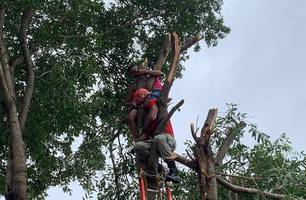 Jovem sofre descarga elétrica e fica preso em árvore durante trabalho em Piripiri (Foto: Reprodução) Jovem sofre descarga elétrica e fica preso em árvore durante trabalho em Piripiri (Foto: Reprodução)