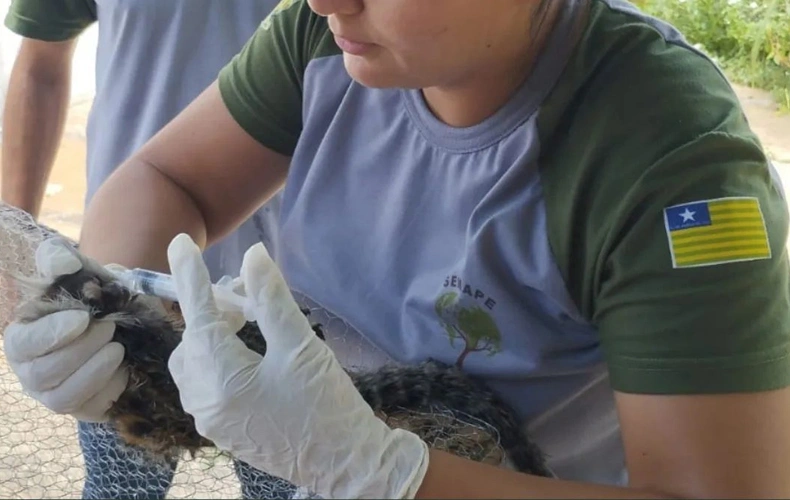 Macaca grávida leva choque em poste, recebe socorro, mas morre no Piauí