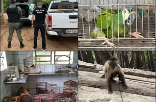 Várias aves e um macaco prego são resgatados em situação de maus-tratos no Piauí (Foto: Reprodução) Várias aves e um macaco prego são resgatados em situação de maus-tratos no Piauí (Foto: Reprodução)