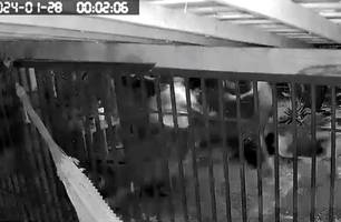 Vídeo registra o momento em que homem mata seu sogro a tiros em Demerval Lobão (Foto: Reprodução) Vídeo registra o momento em que homem mata seu sogro a tiros em Demerval Lobão (Foto: Reprodução)