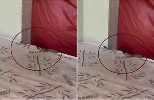 Cobra é encontrada dentro do dormitório de hospital em Parnaíba (Foto: Reprodução) Cobra é encontrada dentro do dormitório de hospital em Parnaíba (Foto: Reprodução)