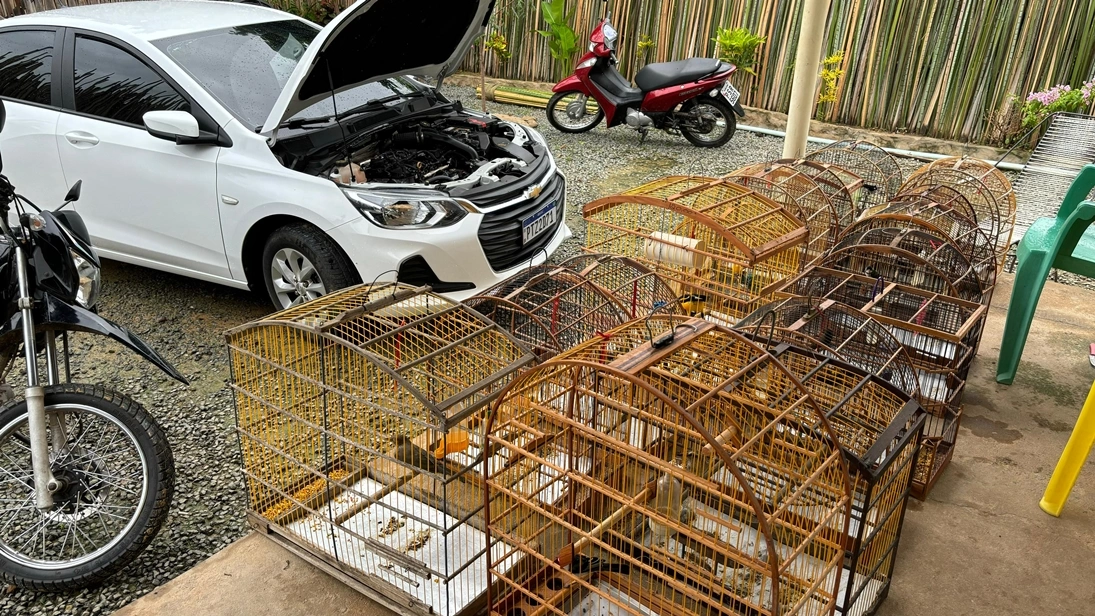 Gaiolas com animais silvestres para comercialização