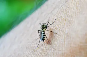Mosquito da dengue (Foto: Nuzee/Pixabay) Mosquito da dengue (Foto: Nuzee/Pixabay)