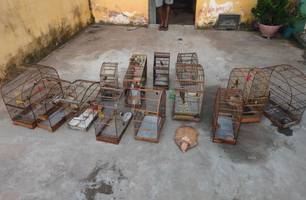 Resgate de aves silvestres em situação de cativeiros (Foto: Reprodução)