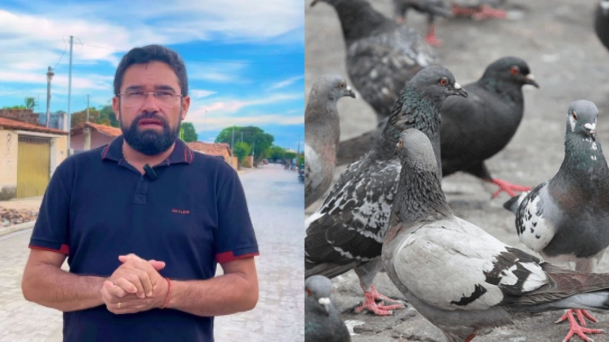 Vereador propõe criar Dia do Criador do Pombo em Parnaíba e gera polêmica