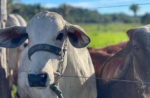 . (Foto: Tiago Moura / Conecta Piauí) . (Foto: Tiago Moura / Conecta Piauí)