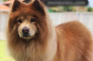 Cachorra, Madalena (Foto: Reprodução) Cachorra, Madalena (Foto: Reprodução)