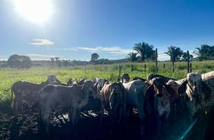 Campanha de vacinação contra febre aftosa foi iniciada nesta segunda-feira (01/04) (Foto: Tiago Moura / Conecta Piauí) Campanha de vacinação contra febre aftosa foi iniciada nesta segunda-feira (01/04) (Foto: Tiago Moura / Conecta Piauí)