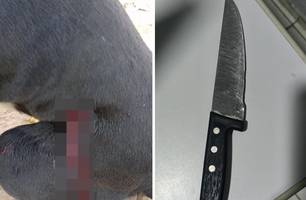 Homem é preso após esfaquear cachorro na zona rural de São Gonçalo do Piauí (Foto: Reprodução) Homem é preso após esfaquear cachorro na zona rural de São Gonçalo do Piauí (Foto: Reprodução)