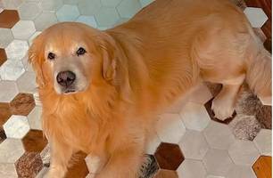 Joca (Foto: Reprodução) Joca (Foto: Reprodução)