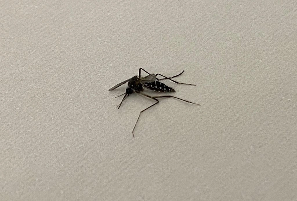 Aedes aegypti, mosquito da dengue