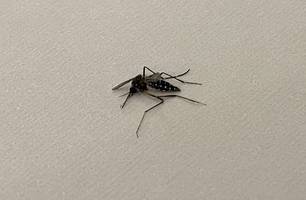 Aedes aegypti, mosquito da dengue (Foto: Maria Clara César/ Conecta Piauí) Aedes aegypti, mosquito da dengue (Foto: Maria Clara César/ Conecta Piauí)