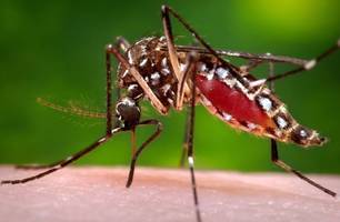 Aedes Aegypti, mosquito transmissor do vírus da dengue (Foto: Reprodução) Aedes Aegypti, mosquito transmissor do vírus da dengue (Foto: Reprodução)