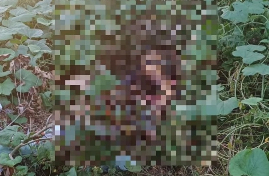 Corpo encontrado morto em matagal