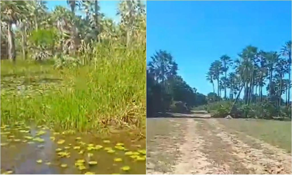 Corpo foi encontrado em carnaubal em Parnaíba