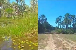 Corpo foi encontrado em carnaubal em Parnaíba (Foto: Reprodução) Corpo foi encontrado em carnaubal em Parnaíba (Foto: Reprodução)