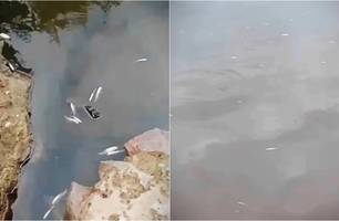 Peixes morreram afetados por veneno utilizado por pescadores (Foto: Reprodução) Peixes morreram afetados por veneno utilizado por pescadores (Foto: Reprodução)