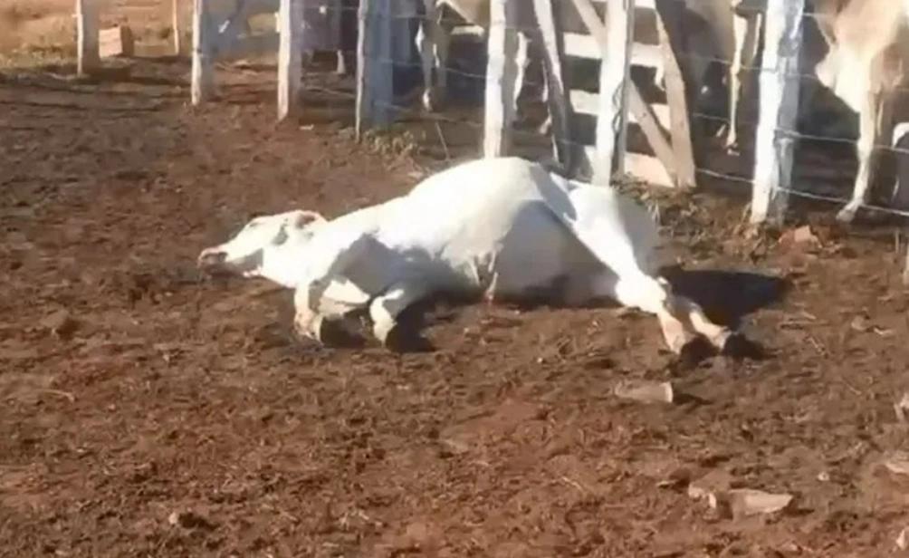 Vaquejada terminou com animais mortos no Piauíi