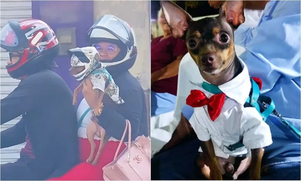 Ceará: cachorro é flagrado andando de moto de camisa e capacete