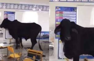 MG: boi invade escola, entra em sala de aula e deixa duas crianças feridas (Foto: Reprodução)