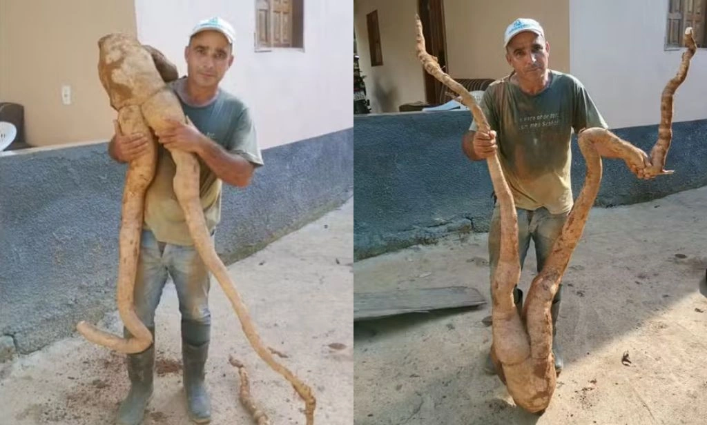 Produtor colhe mandioca de quase 20 kg com formato ‘humano’ no ES